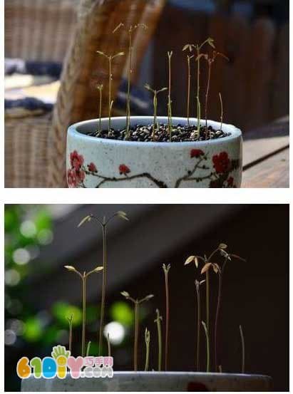 桂圆盆栽的种法